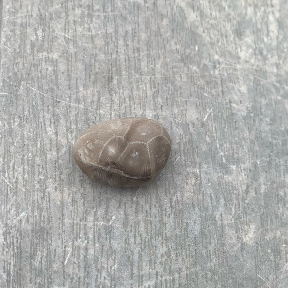 Petoskey stone - Picture 2 of 5